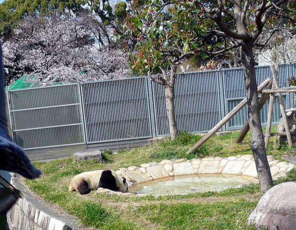 panda&sakura@kobeblog3.jpg